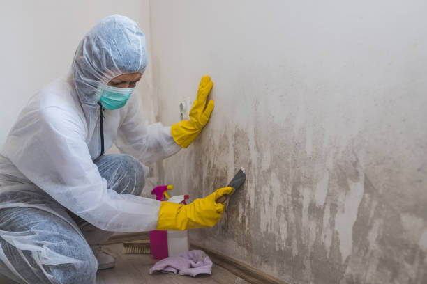 Mold Testing and Removal in Five Points, FL