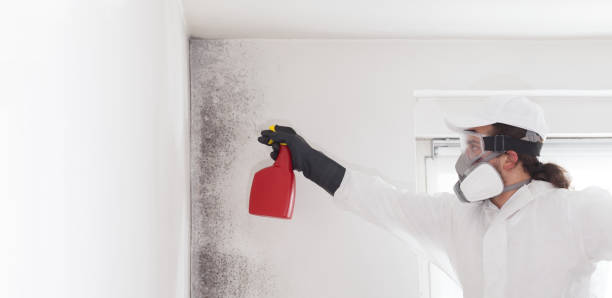 Best Home Mold Removal  in Five Points, FL