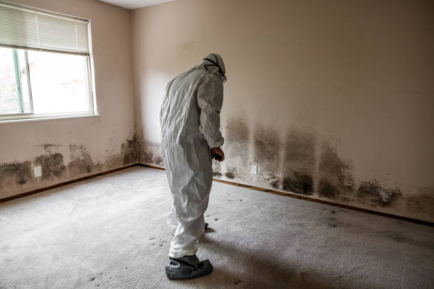 Best Mold Damage Repair  in Five Points, FL